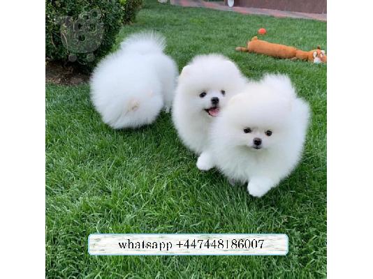PoulaTo: Καταπληκτικά κουτάβια από Pomeranian!