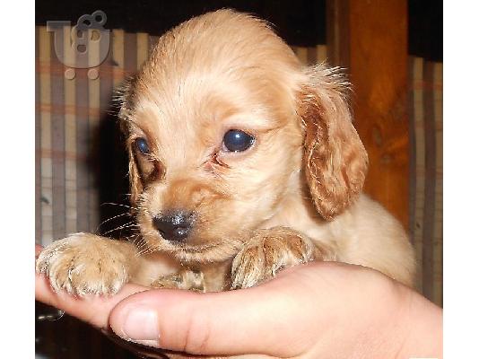 KOKER SPANIEL