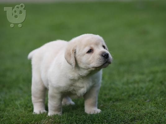 PoulaTo: labrador retriever