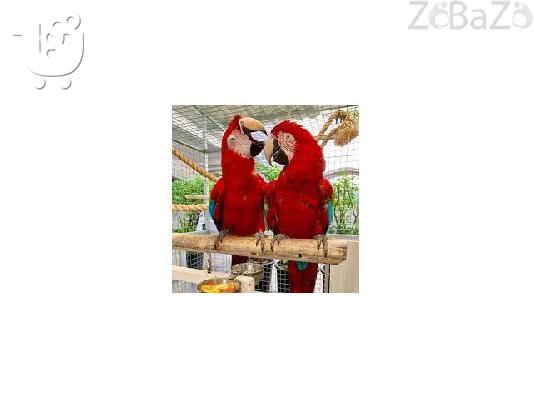 Ygií Macaws kai papagáloi gia Rehoming Parakaló epikoinoníste mazí mas