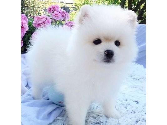 PoulaTo: Δύο φοβερά κουτάβια Pomeranian