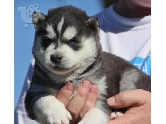 Siberian Husky κουτάβια