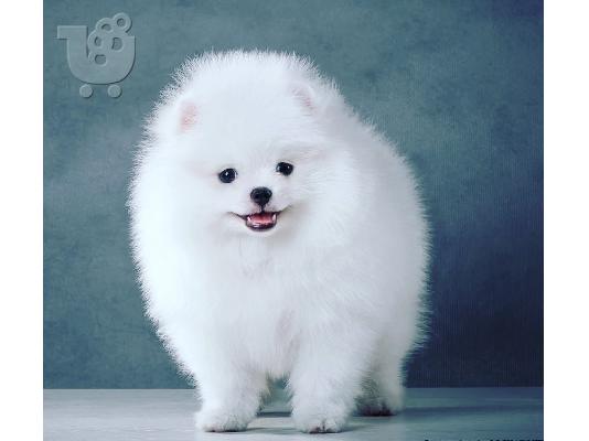 Ένα υπέροχο Pomeranian ψάχνει για ένα νέο σπίτι Έχουμε ένα ωραίο...