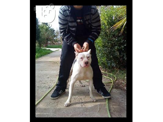 PitBull (APBT) Arsenikos pwlite Πίτμπουλ