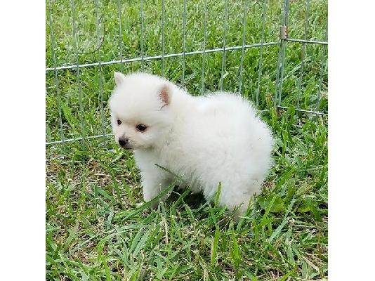 Πολύτιμα κουτάβια Pomeranian