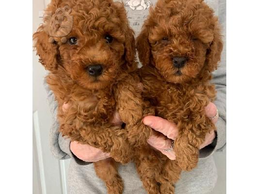 PoulaTo: Όμορφα κουτάβια Poodle διαθέσιμα