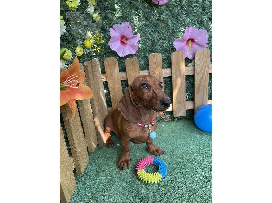 Νάνος Dachshund κουτάβια εξωτικού χρώματος