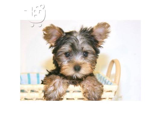 Φλυτζάνι τσαγιού VINNIE MALE YORKIE! ACA REG ΥΠΟ 4LB