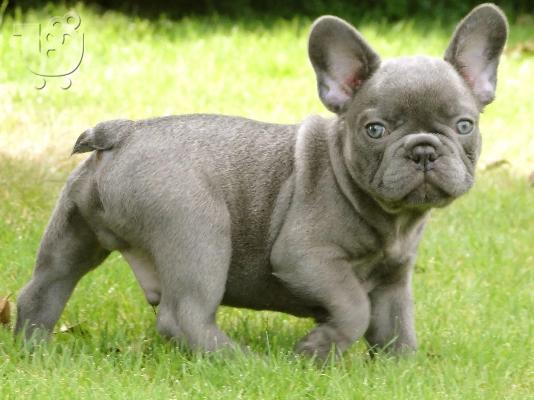 PoulaTo: French bulldog Blue