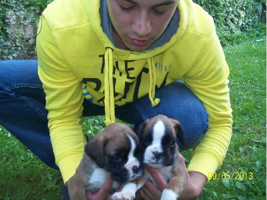 PoulaTo: boxer