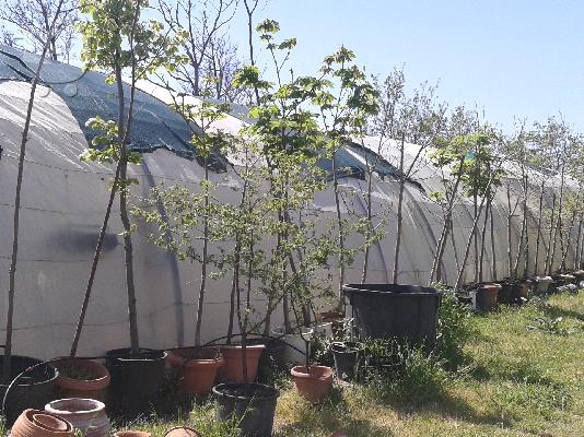 PoulaTo: Φυτώριο με θερμοκήπια αποθήκη και εμπόρευμα