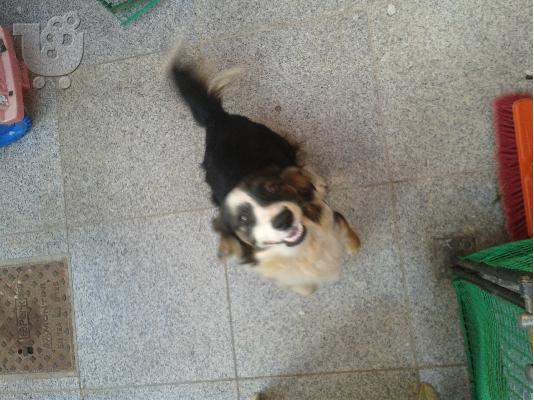 PoulaTo: Χαρίζεται σκυλάκι Jack Russell / Spaniel ( Ημίαιμο ).