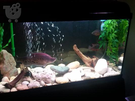 clown knifefish