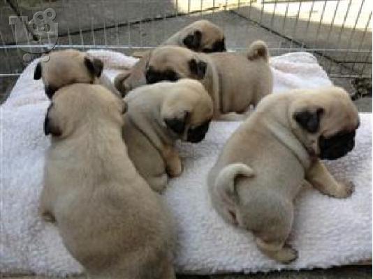 PoulaTo: Το σπίτι έθεσε Pug κουτάβια για rehoming