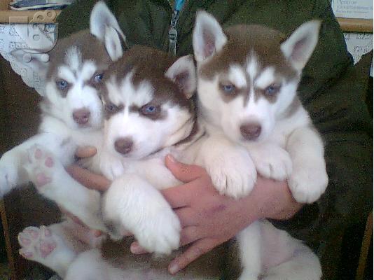 SIBERIAN HUSKY
