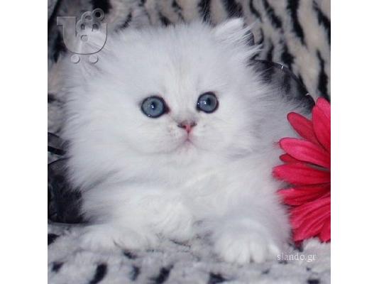 PoulaTo: PERSIAN (ΠΕΡΣΙΚΑ ΓΑΤΑΚΙΑ ) Περσική (Persian)