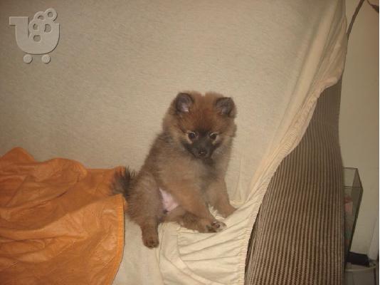PoulaTo: POMERANIAN