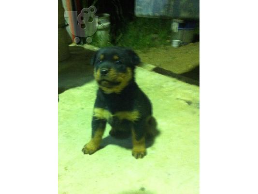 Rottweiler