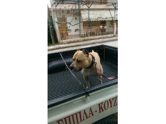 Διαθεσιμo κουταβι Pitbull Amstaff Θυληκo