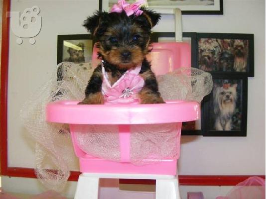 PoulaTo: YORKSHIRE MINI PUPPIES