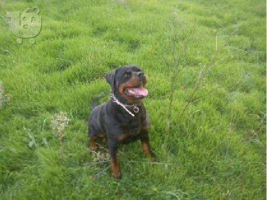 Καθαρόαιμα κουτάβια Rottweiler