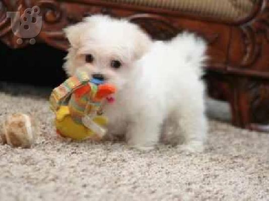 ΘΕΛΩ ΝΑ ΑΓΟΡΑΣΩ yorkshire terrier mini μεχρη 3 μηνον η μαλτεζι ...