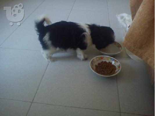 PoulaTo: ΠΩΛΕΙΤΑΙ SHIH TZU