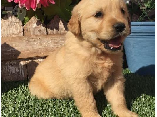Εκπληκτικά κουτάβια Golden Retriever
