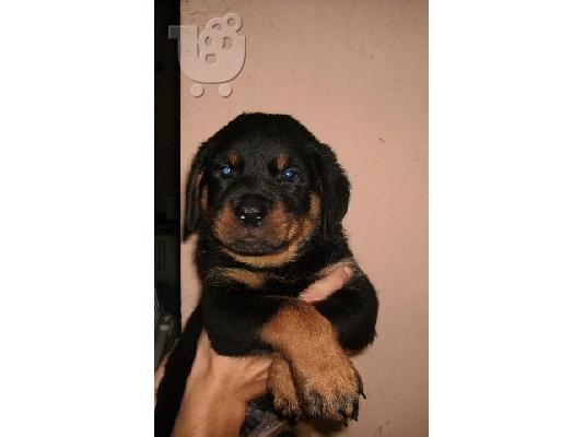 ROTTWEILER Ροτβάιλερ