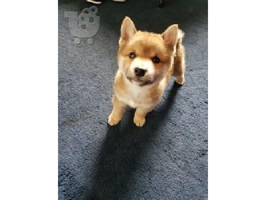 PoulaTo: Shiba Inu κουτάβια Φανταστική ποιότητα