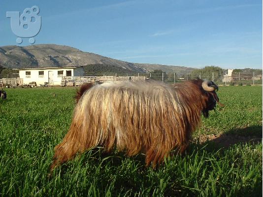 PoulaTo: ΤΡΑΓΟΣ ΔΑΜΑΣΚΟΥ Μαστίφ