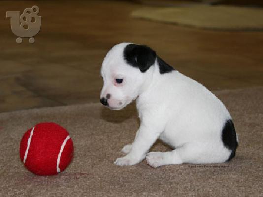 PoulaTo: Ζειτείται κουτάβι Jack Rasell Terrier
