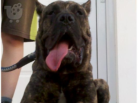 BANDOG ΠΟΛΥ ΔΥΝΑΤΑ