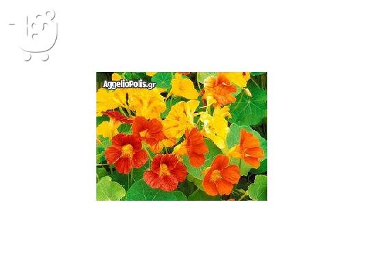 6 σποροι Garden Nasturtium