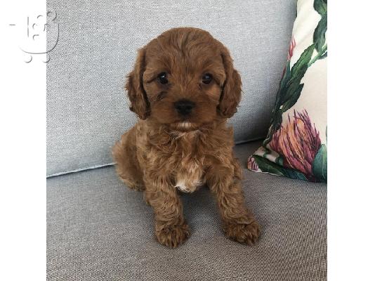 Κουτάβια Cavoodle για Υιοθεσία