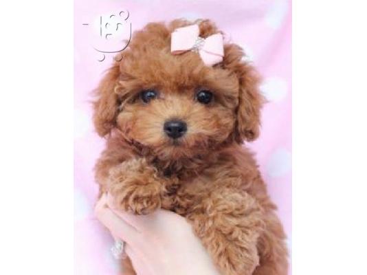 PoulaTo: Poodle apricot mini - Κανίς βερυκοκί μίνι