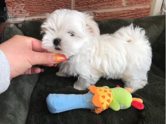 PoulaTo: Maltese mini