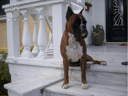 boxer