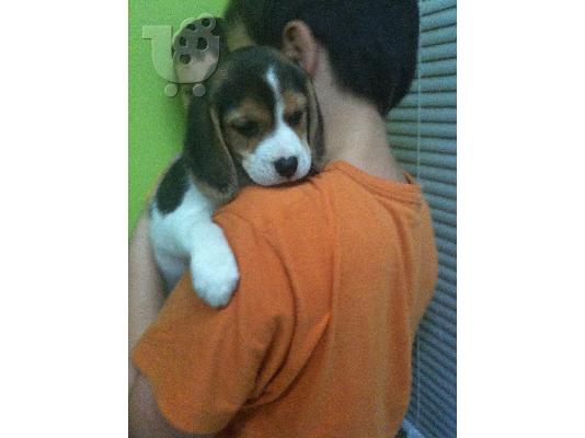 BEAGLE Μπίγκλ  Μπίγκλ