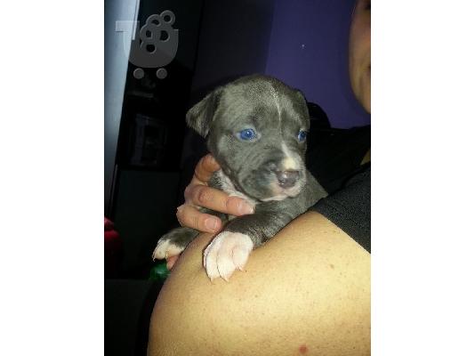 pit bull blue spania