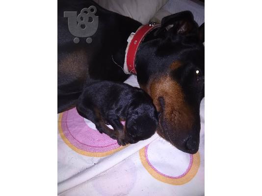Θηλυκό Doberman 6 μηνών