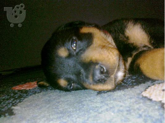 Πωλείται Rottweiler 2 μηνών Ροτβάιλερ
