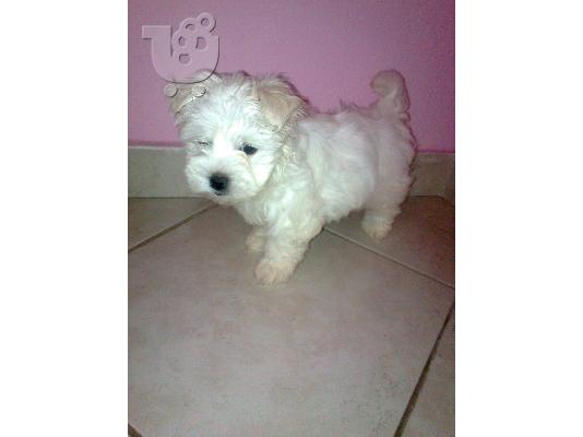maltese mini