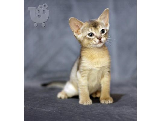 PoulaTo: Abyssinian Kittens