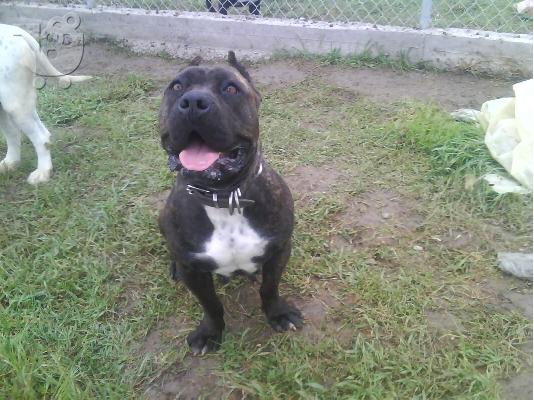 PoulaTo: pit-bull Πίτμπουλ