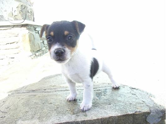 Τζακ Ράσελ (Jack Russel terrier) Τεριέ Τζακ Ράσελ