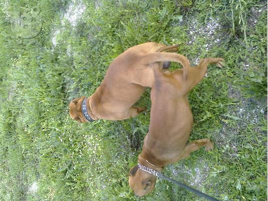 pitbull amstaff