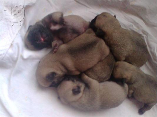 pug koutabia καθαροαιμα