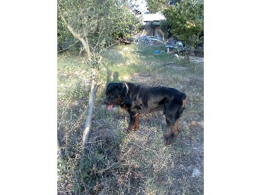 PoulaTo: Rottweiler Ροτβάιλερ