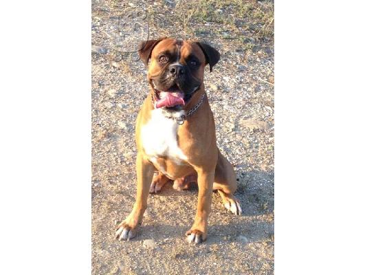 PoulaTo: Αναμένεται γέννα Boxer